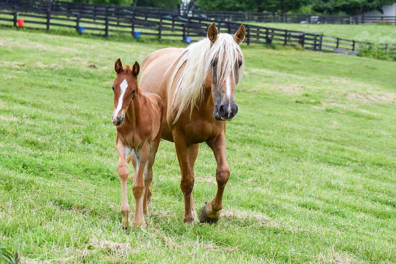 Picnic with the Ponies