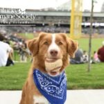 Louisville Bats Dog Days