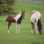 Willow Hope Farm Open House