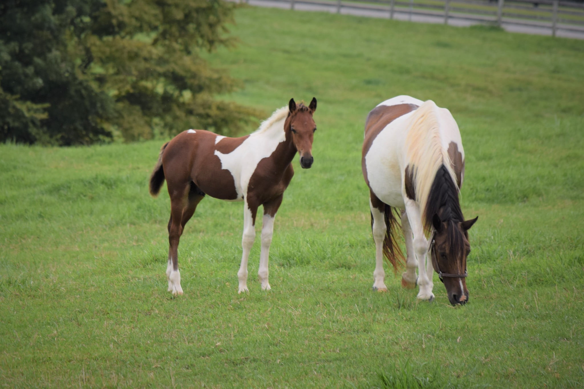 Willow Hope Farm Open House