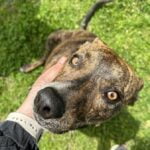 Four on the Floor, 3-week anti-jumping workshop, dogs 4 months and older