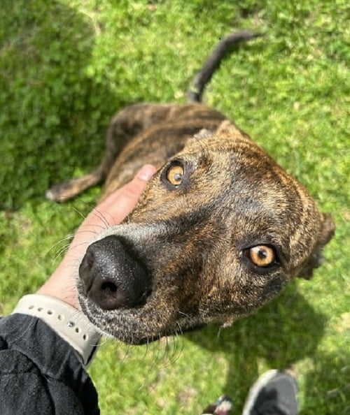 Four on the Floor, 3-week anti-jumping workshop, dogs 4 months and older