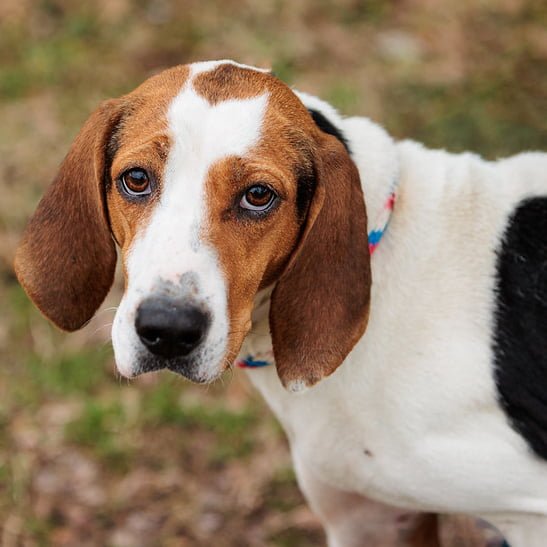 Maisy is an adoptable dog