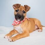 Positively Puppies, pups 8-15 weeks