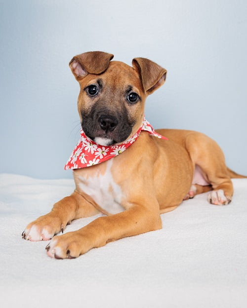 Positively Puppies, pups 8-15 weeks