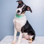 Puppy Social, puppies 8-15 weeks