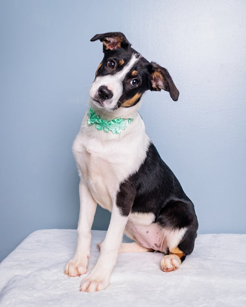 Puppy Social, puppies 8-15 weeks