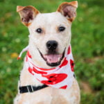 Adoptions Open July 4th