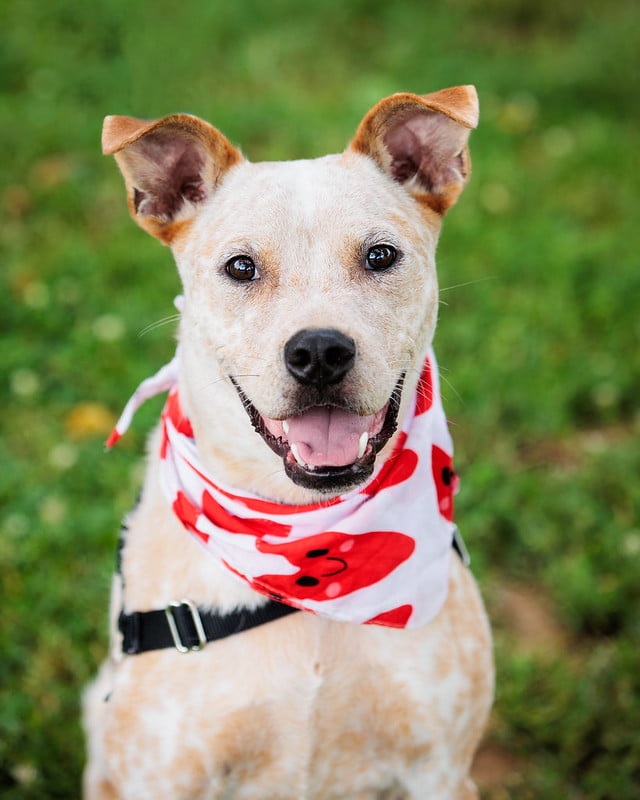 Adoptions Open July 4th