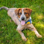 Spring Street Patio Pawty