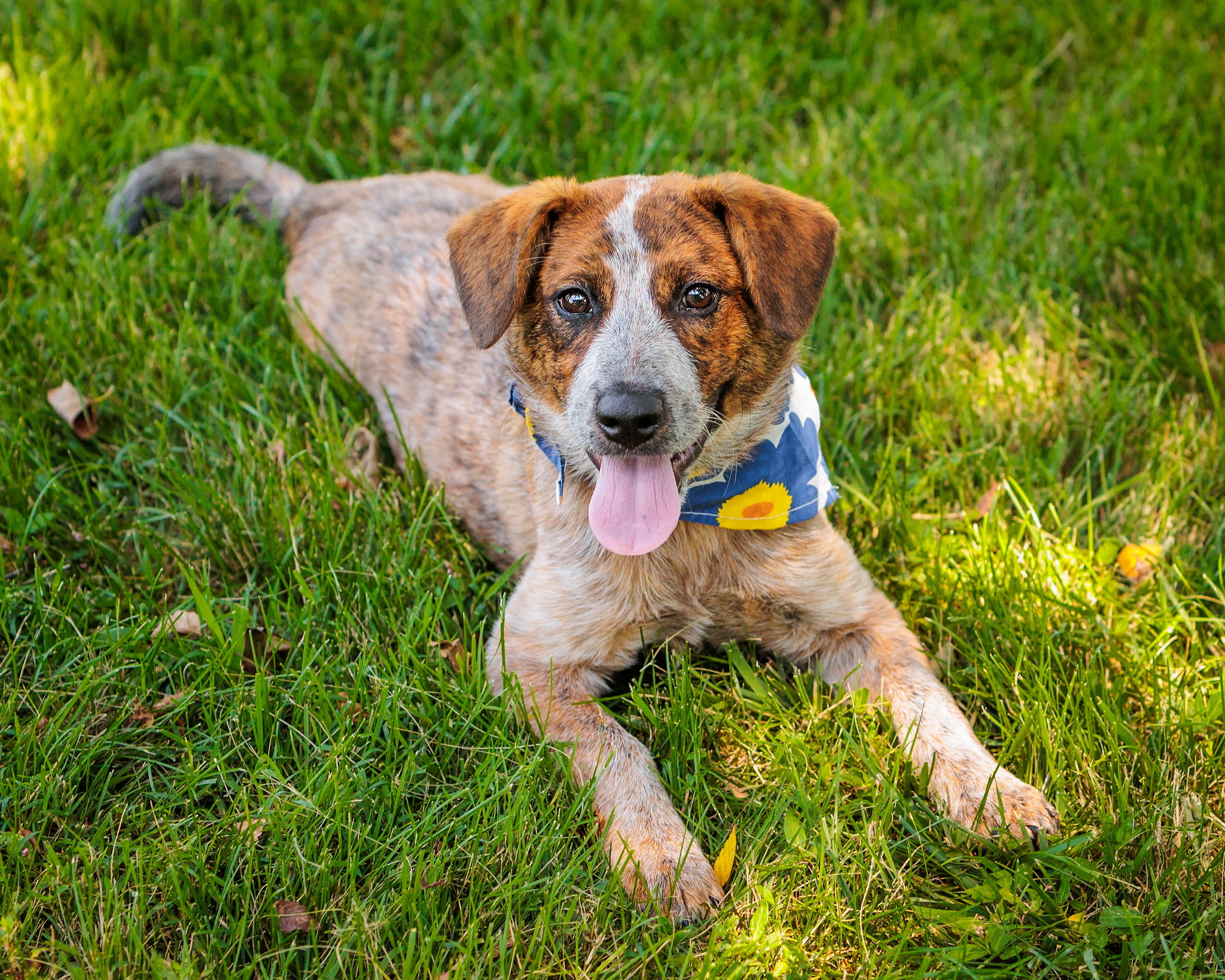 Spring Street Patio Pawty