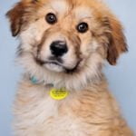 Positively Puppies, pups 8-15 weeks