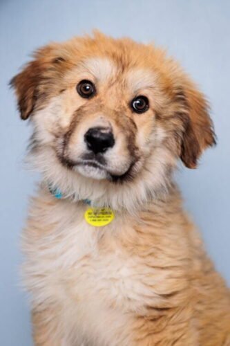 Positively Puppies, pups 8-15 weeks