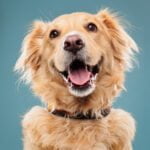 Attention, please!, dogs 4 months and older