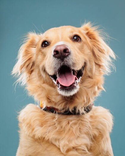 Attention, please!, dogs 4 months and older