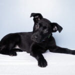 Puppy Social, puppies 8-15 weeks