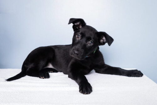 VIRTUAL Positively Puppies classes, puppies 8-15 weeks