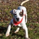 Teenage Puppy Play Group, puppies 4-6 months