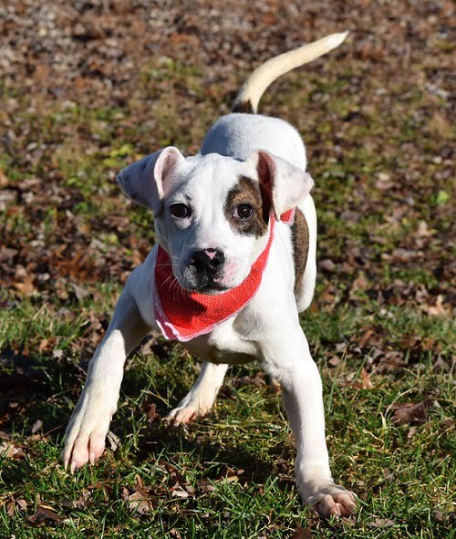 Teenage Puppy Play Group, puppies 4-6 months