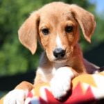 Puppy Social, puppies 8-15 weeks