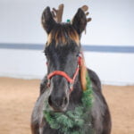 Holiday Painting Party @ Willow Hope Farm