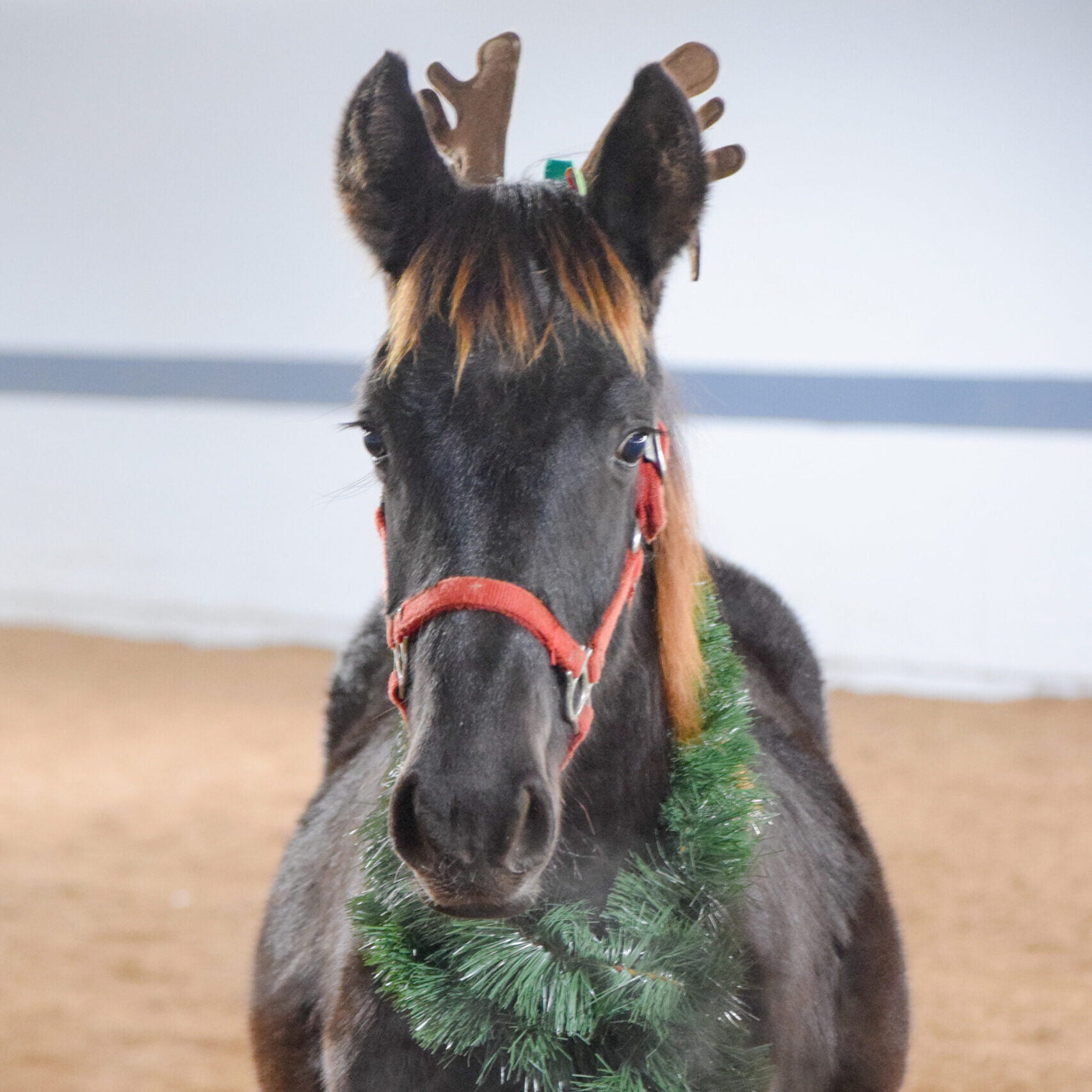 Holiday Painting Party @ Willow Hope Farm
