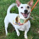 Four on the Floor, 3-week anti-jumping workshop, dogs 4 months and older