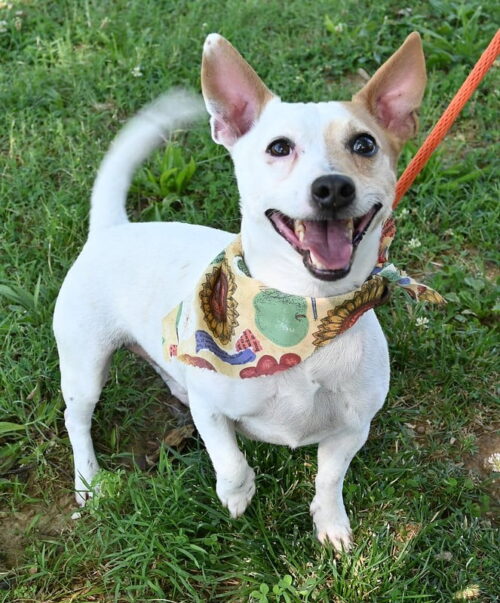 Four on the Floor, 3-week anti-jumping workshop, dogs 4 months and older