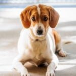 Wallflowers, dogs 4 months and older