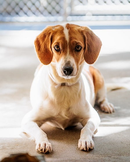 Wallflowers, dogs 4 months and older