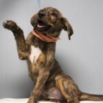 Puppy Play Group, puppies 8-15 weeks