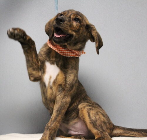 Puppy Play Group, puppies 8-15 weeks