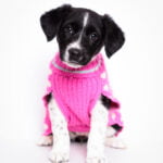 Pup-Up Adoption Event