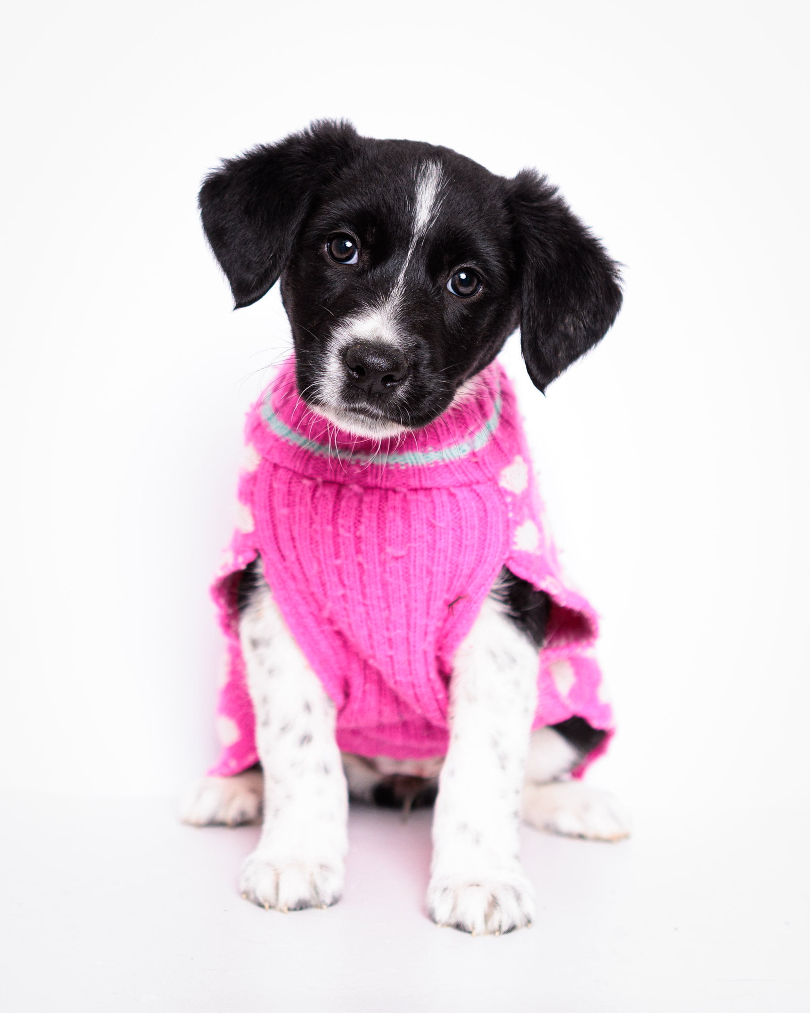 Pup-Up Adoption Event