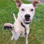 Tricks for Treats, dogs 4 months and older