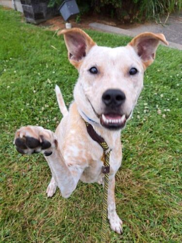 Tricks for Treats, dogs 4 months and older