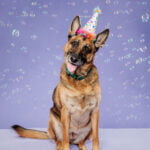 Waggin' Tail on the Waterfront