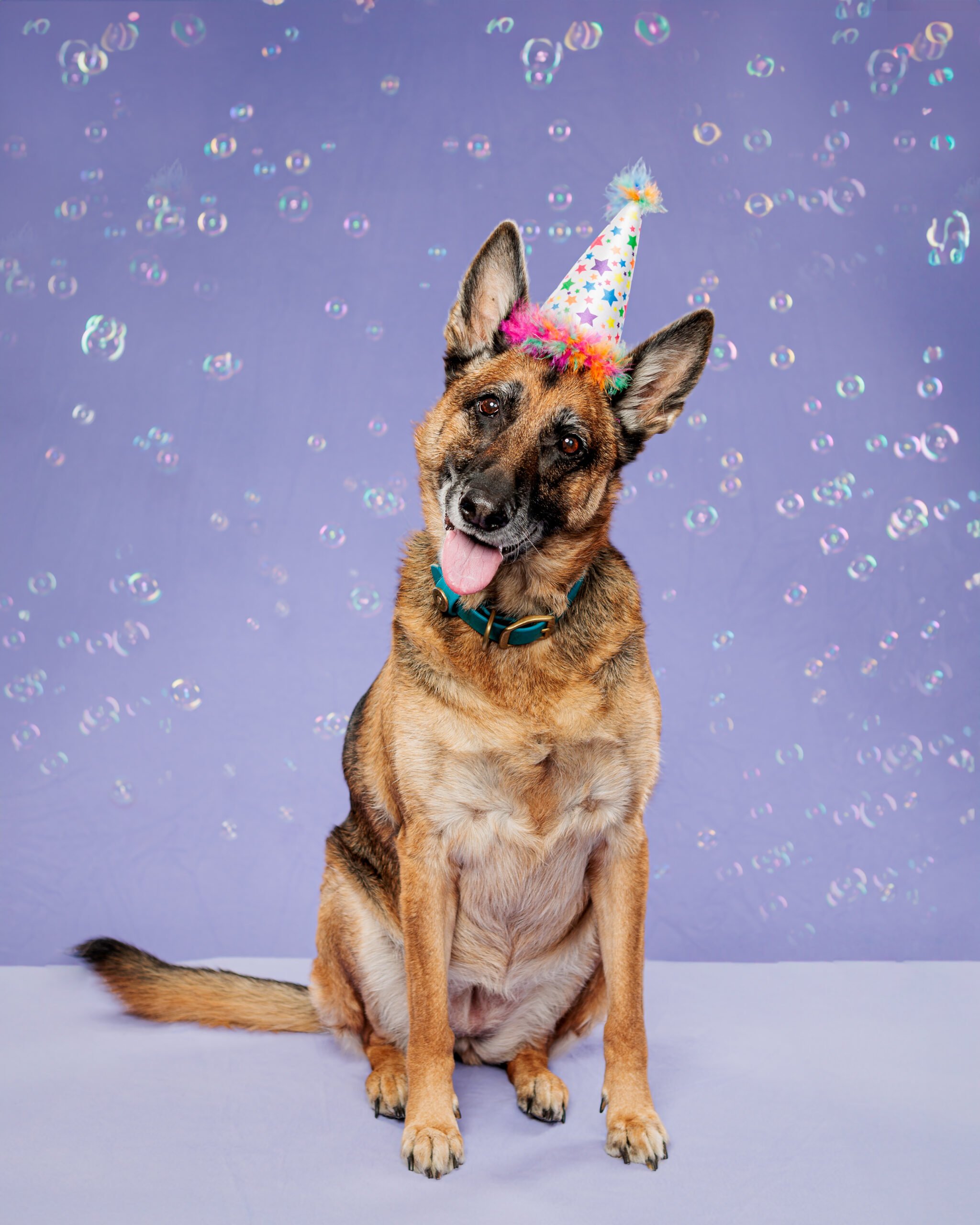 Waggin' Tail on the Waterfront