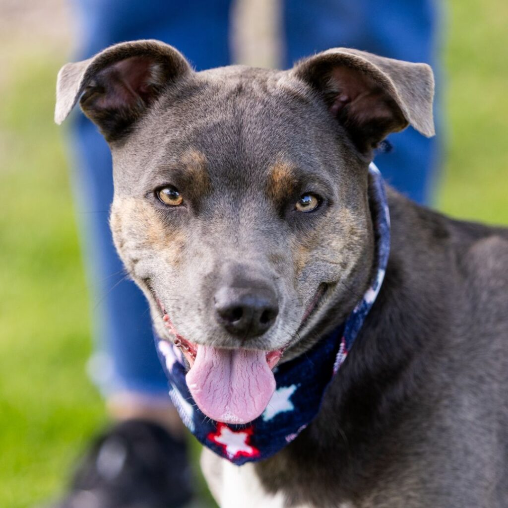 Portrait shot of dog wearing red white and blue star bandana.