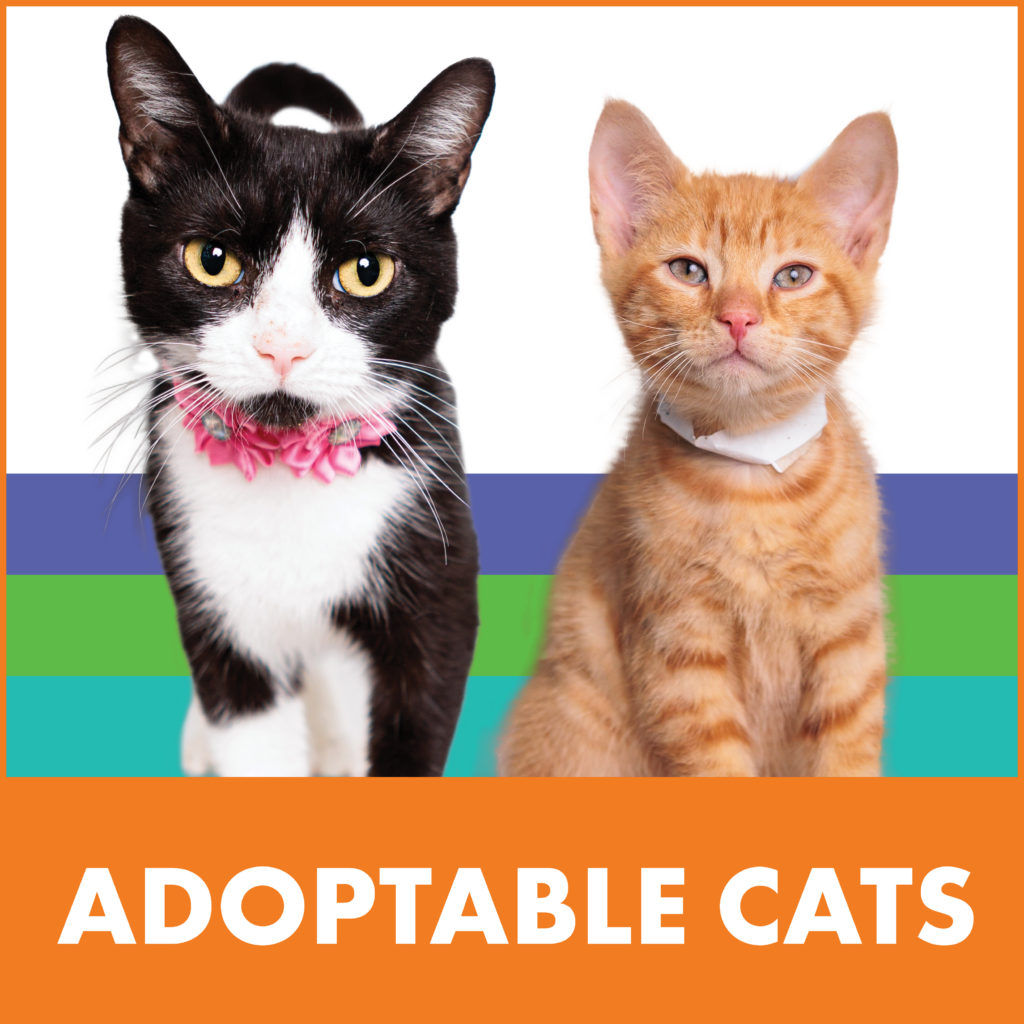 Adoptable Cats
