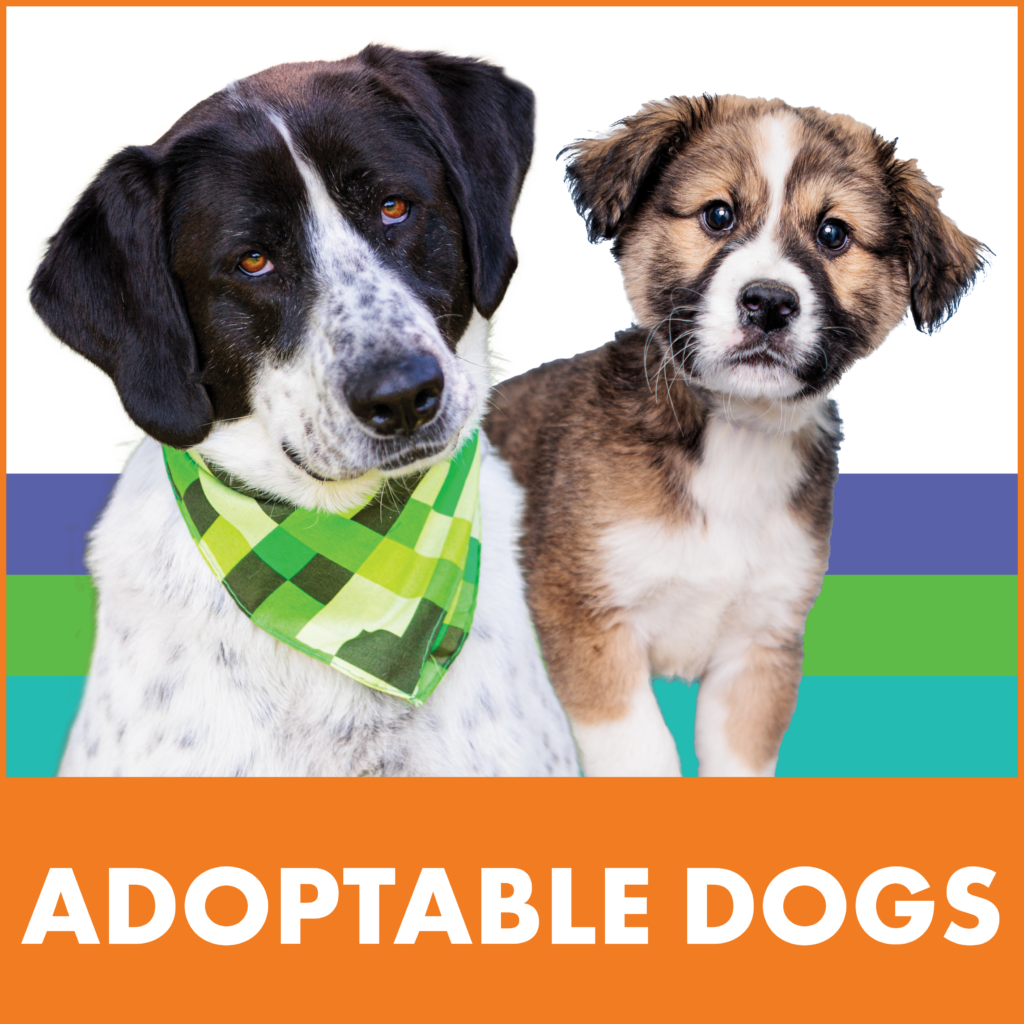 Adoptable Dogs