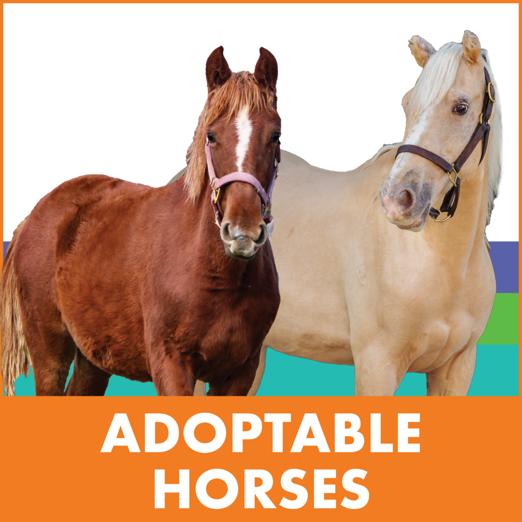 Adoptable Horses