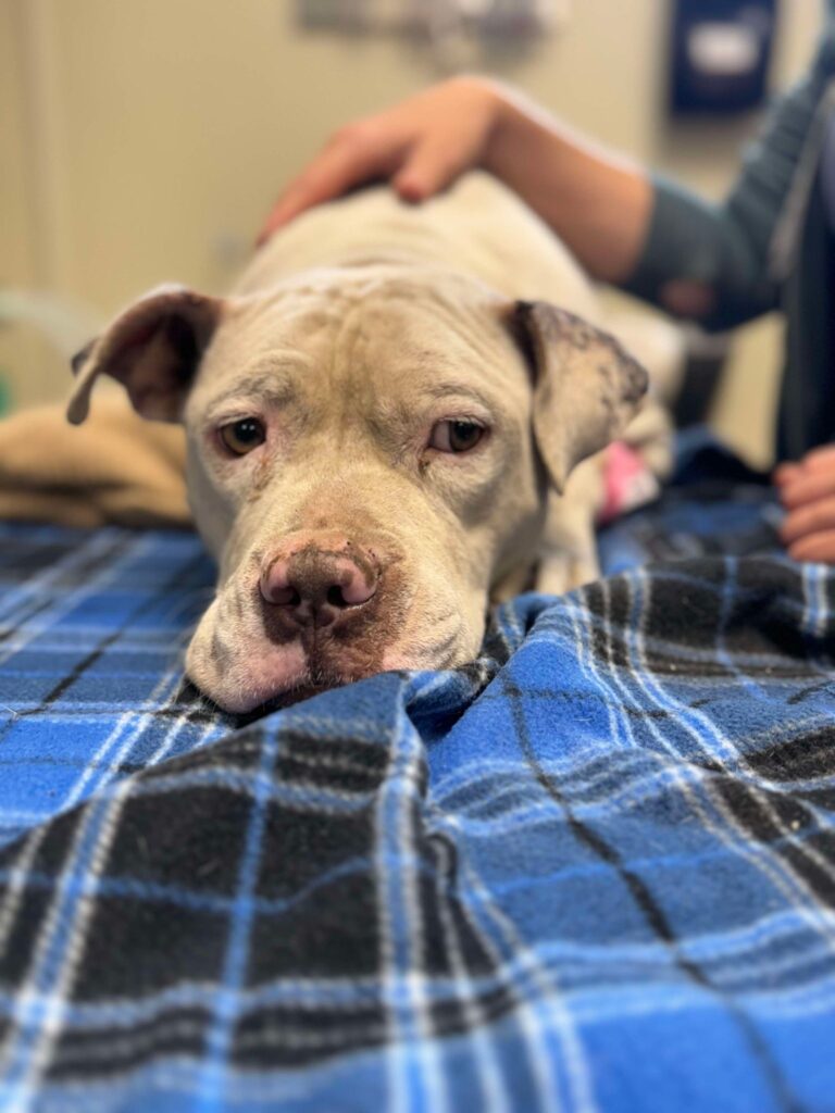 Charlotte laying down.