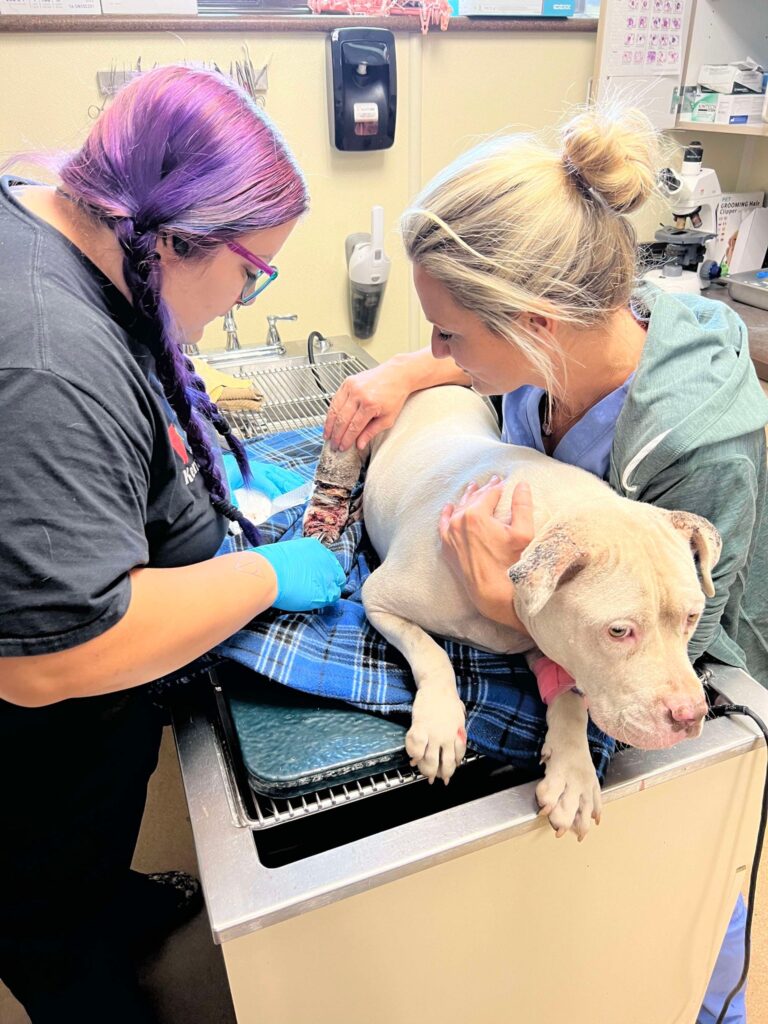 KHS Vet Services team caring for Charlotte.