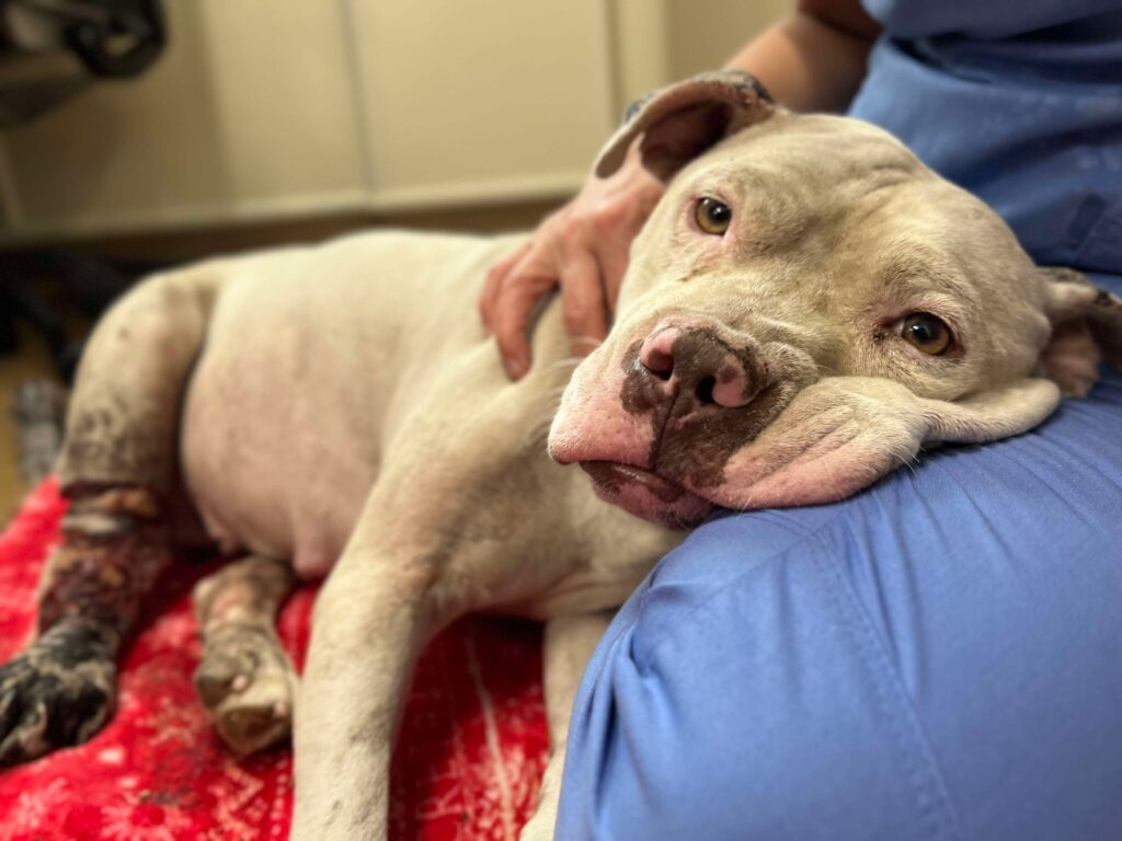 Charlotte resting on vet's leg