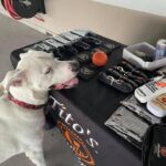 National Dog Day Celebration