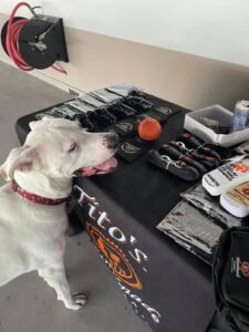 Dog at Club k9 Dog Bar