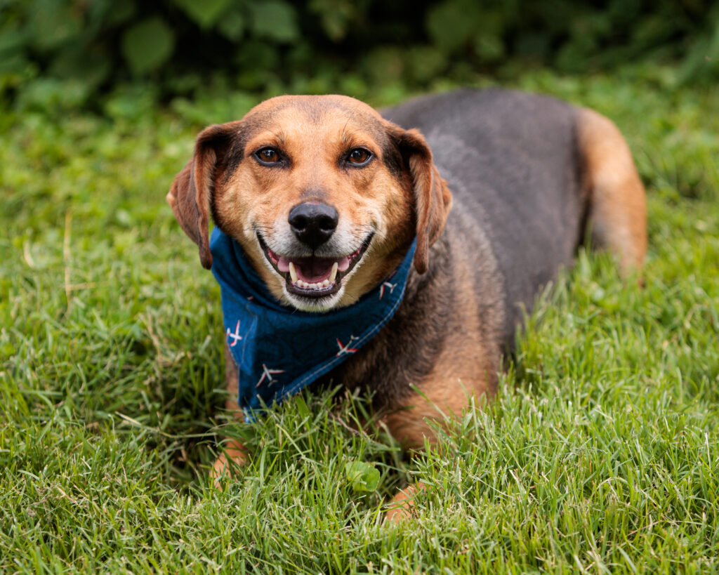 Charlie, an 8-year-old Beagle mix, is one of many wonderful senior dogs available for adoptions at the Kentucky Humane Society.