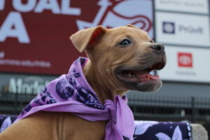 Puppy at Pups at the Pitch