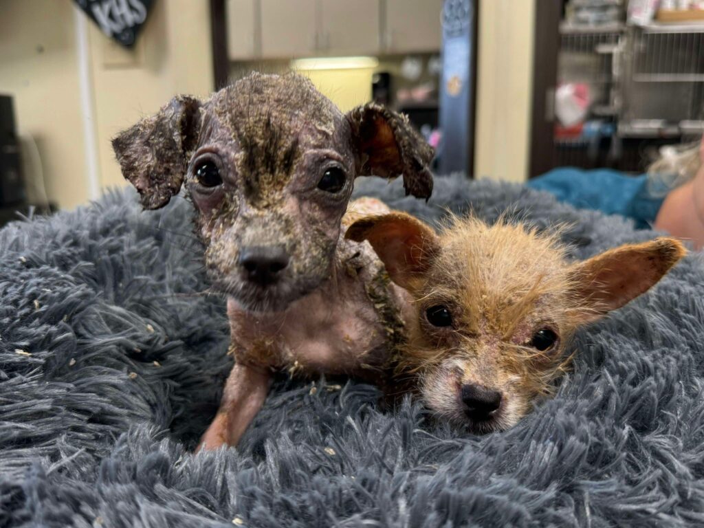 Suni and Simone, Demodectic Mange Puppies